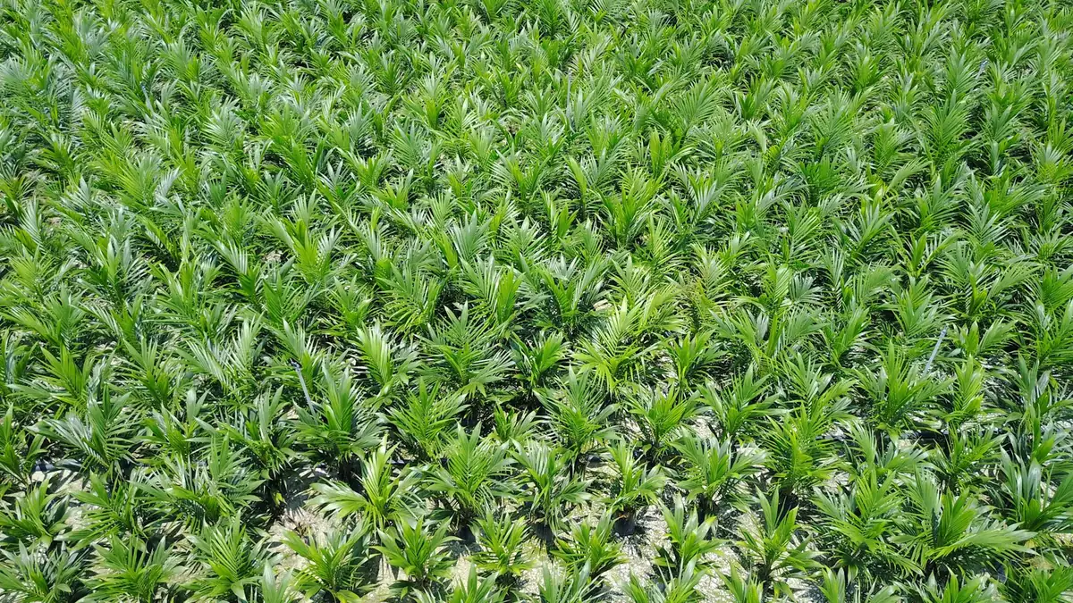 Ladang kelapa sawit muda yang menghijau